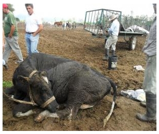 Efecto de la Disminución de Fibra en la Dieta de Vacas Lecheras Preparto sobre la Salud Animal y la Performance Productiva - Image 2
