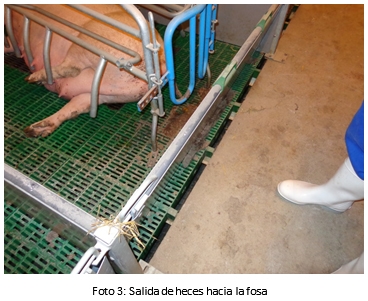 Instalaciones en las granjas de reproductoras - Image 9