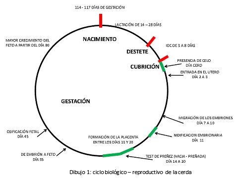 Instalaciones en las granjas de reproductoras - Image 1
