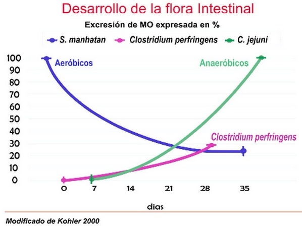 Composición y manejo de la flora intestinal en aves - Image 4