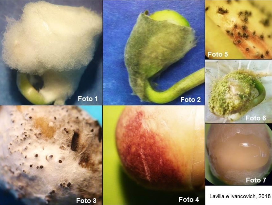 Consecuencia de los factores climáticos adversos sobre la calidad de la semilla de soja en la zona núcleo - Image 5