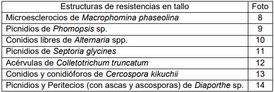 Consecuencia de los factores climáticos adversos sobre la calidad de la semilla de soja en la zona núcleo - Image 7