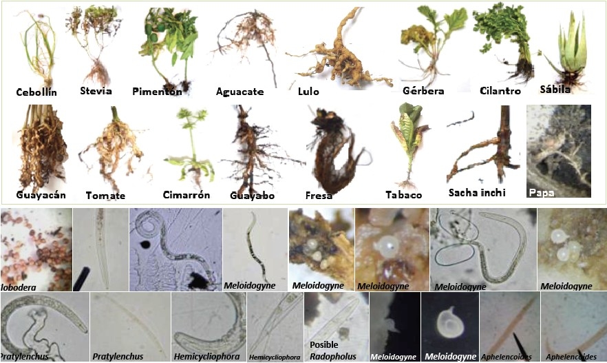 Control de Nematodos Fitoparásitos - Image 1