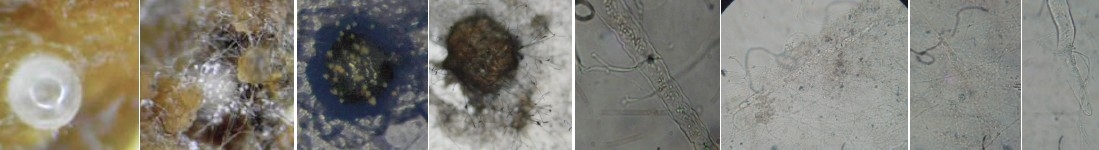 Control de Nematodos Fitoparásitos - Image 3