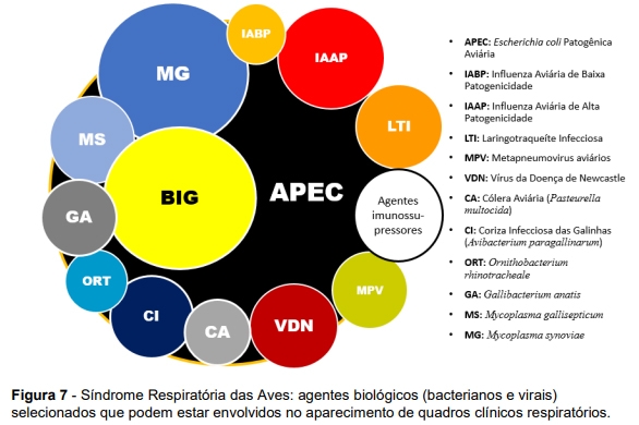 Estructura de la industria avícola de postura comercial y patologías respiratorias que la afectan - Image 7
