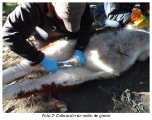 Utilización y evaluación de diferentes métodos de castración en terneros - Image 3