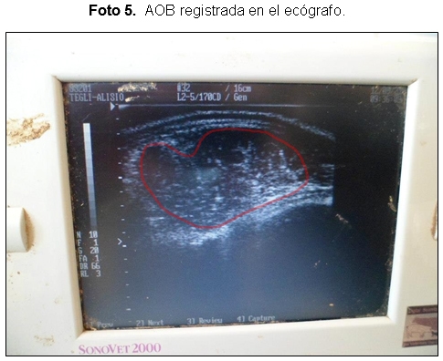 Evaluación de la calidad carnicera en toros Puro Controlados de la Cabaña AnGus de la Facultad de Ciencias Agropecuarias de la Universidad Nacional de Córdoba. - Image 12