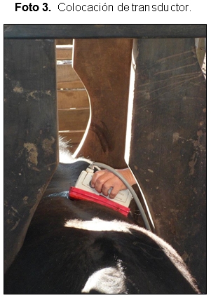 Evaluación de la calidad carnicera en toros Puro Controlados de la Cabaña AnGus de la Facultad de Ciencias Agropecuarias de la Universidad Nacional de Córdoba. - Image 10