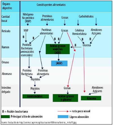 Uso de la urea en la alimentación de los rumiantes - Image 1