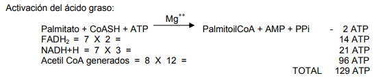 Metabolismo de lipidos - Image 19