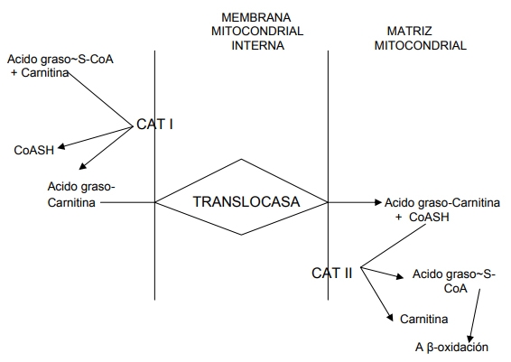 Metabolismo de lipidos - Image 14