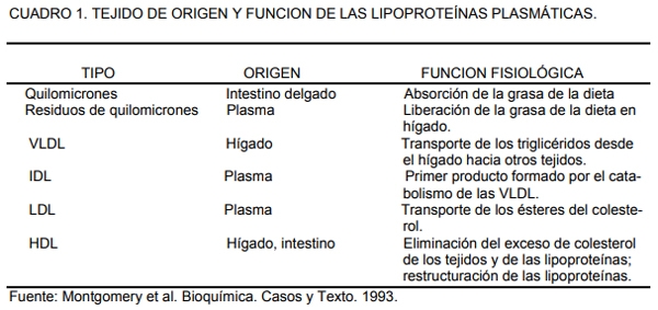 Metabolismo de lipidos - Image 1