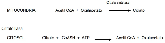 Metabolismo de lipidos - Image 3