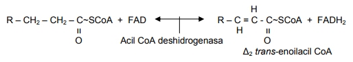 Metabolismo de lipidos - Image 15