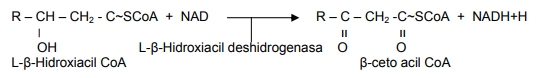 Metabolismo de lipidos - Image 17