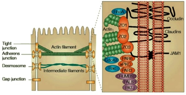 Efectos protectores de los ß-galactomananos vegetales sobre la función barrera intestinal - Image 1