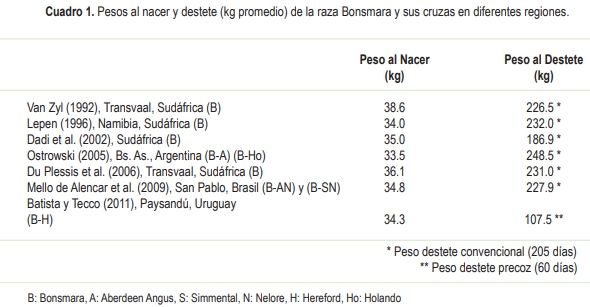 Bonsmara-Hereford: una cruza que promete mayor adaptación al estrés térmico al Norte del Uruguay - Image 3