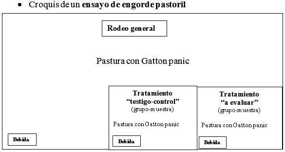 Protocolo evaluación de la respuesta productiva al agregado o reemplazo de un parámetro determinado (insumo o manejo) diseño completamente aleatorizado (dca) aplicado a sistemas de engorde a corral o sistemas pastoriles en producción con alta cantidad de animales. - Image 2
