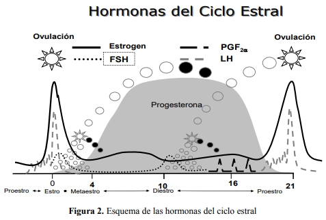 El ciclo estral - Image 2
