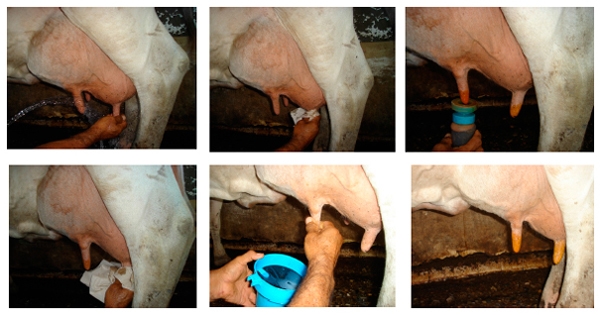 Perdidas económicas por altos conteos de células somaticas en leche cruda - Image 4