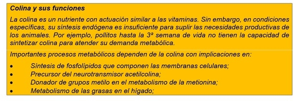 Suplementación con Colina Vegetal: ¿Realidad o Mito? - Image 1