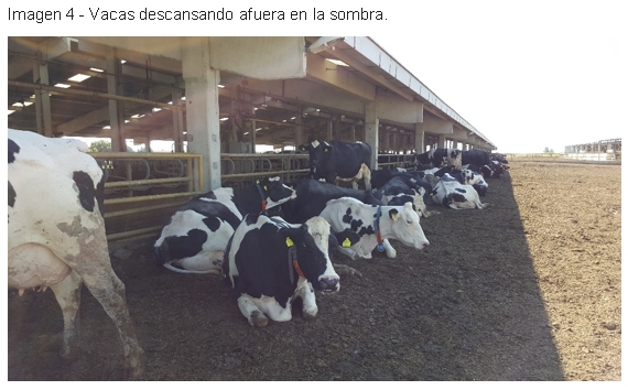 Enfriamiento de vacas Ozlem dairy farm, Turquía - Image 8