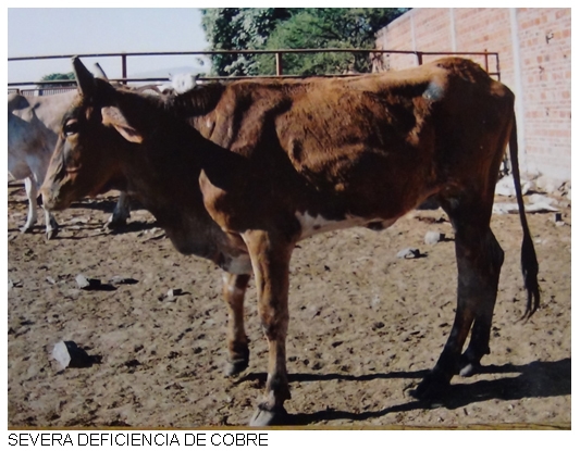 Nutrición del ganado: cobre - Image 3