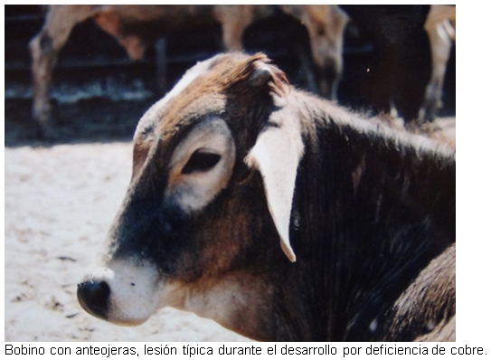 Nutrición del ganado: cobre - Image 2