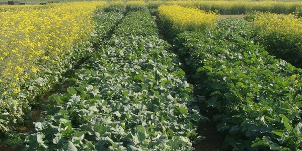 Producción invernal de reservas forrajeras: cebada, trigo, avena y colza - Image 6