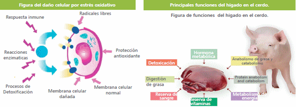 Silimarina: Una arma eficaz contra los desafíos infecciosos y metabólicos - Image 7