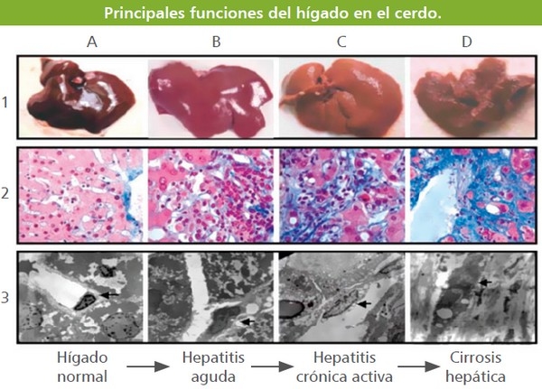Silimarina: Una arma eficaz contra los desafíos infecciosos y metabólicos - Image 9