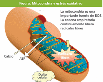 Silimarina: Una arma eficaz contra los desafíos infecciosos y metabólicos - Image 6