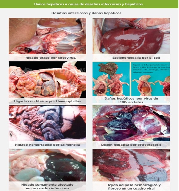 Silimarina: Una arma eficaz contra los desafíos infecciosos y metabólicos - Image 2