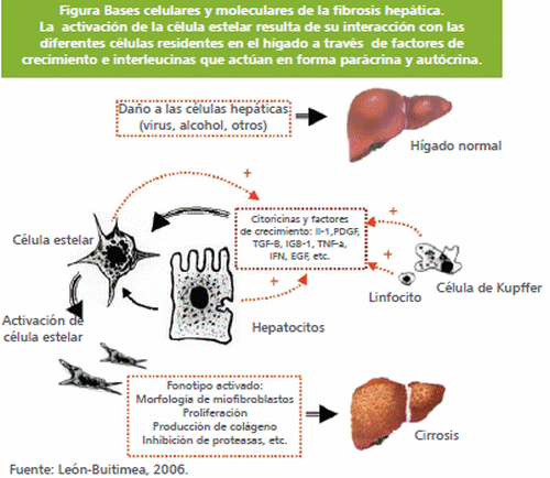 Silimarina: Una arma eficaz contra los desafíos infecciosos y metabólicos - Image 8