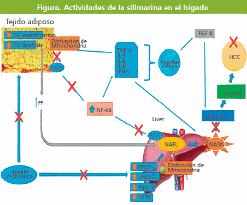 Silimarina: Una arma eficaz contra los desafíos infecciosos y metabólicos - Image 13
