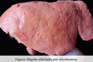 Silimarina: Una arma eficaz contra los desafíos infecciosos y metabólicos - Image 4