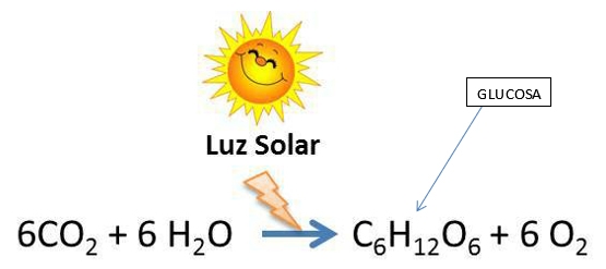 Diferencias entre el almidon y la celulosa - Image 2