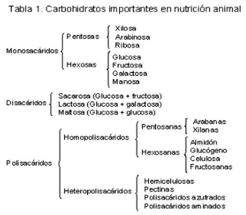 Diferencias entre el almidon y la celulosa - Image 3
