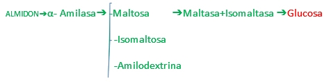 Diferencias entre el almidon y la celulosa - Image 4