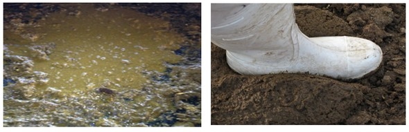 El estrés en los establos lecheros en la costa del Perú - Image 4
