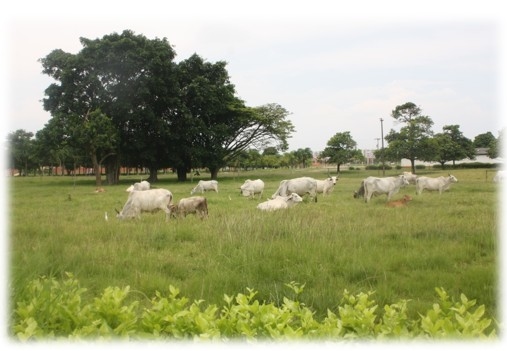 Las cuencas hidrográficas de la América Latina y sus problemáticas a luz de las situaciones actuales y sus graves impactos a futuro, implica la conformación de grupos de análisis ante los efectos del cambio climático que se avecina - Image 9