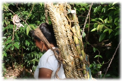 Las cuencas hidrográficas de la América Latina y sus problemáticas a luz de las situaciones actuales y sus graves impactos a futuro, implica la conformación de grupos de análisis ante los efectos del cambio climático que se avecina - Image 21