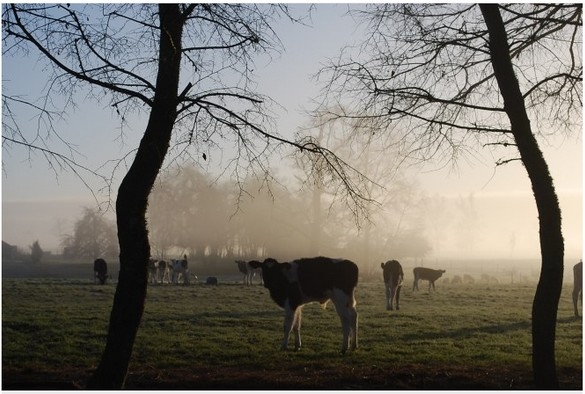 Ganado bovino: Cómo enfrentar adecuadamente el invierno - Image 1
