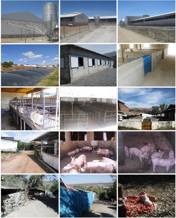 Ensilado de cerdaza, una oportunidad para el manejo de la bioseguridad y el microbismo en granjas porcícolas - Image 5