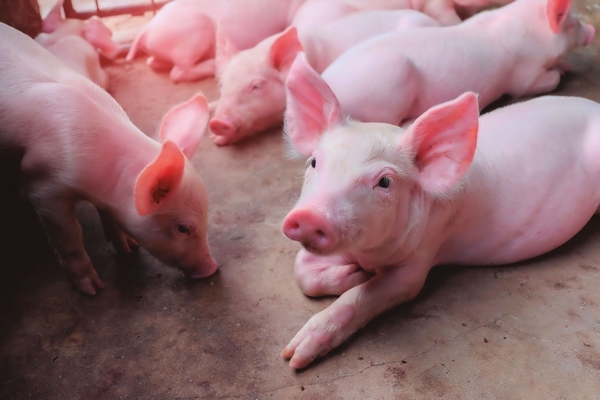 Efecto de una dieta especializada para lechones y el espacio disponible de corral sobre el comportamiento productivo del cerdo - Image 2