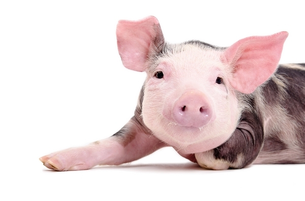 Efecto de una dieta especializada para lechones y el espacio disponible de corral sobre el comportamiento productivo del cerdo - Image 1