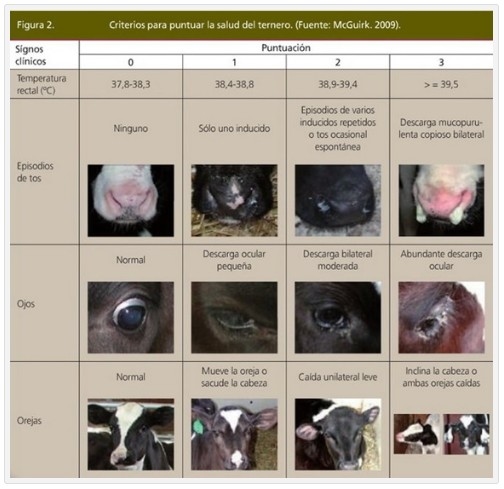 Enfermedad Respiratoria Bovina: Manejo preventivo y profilaxis. - Image 2