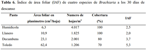Determinación del área foliar en cuatro especies de Brachiaria en el Piedemonte llanero de Colombia - Image 11