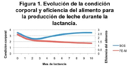 Alimentacion de las vacas lecheras para condicion corporal - Image 2