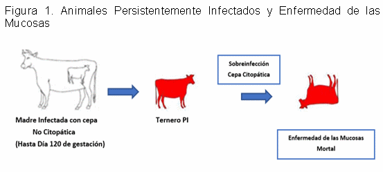 Diarrea Viral Bovina: Estrategias de control. Parte I - Image 2